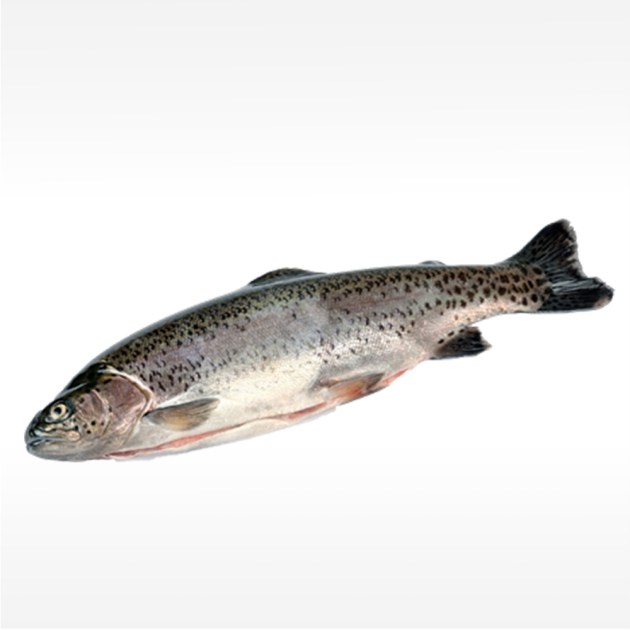 Forelle ganz 240/260g