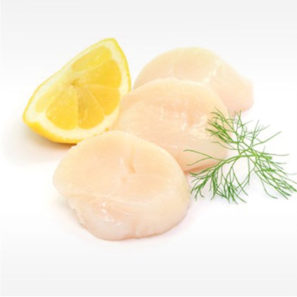 Jakobsmuschelfleisch ohne Rogen 10/20