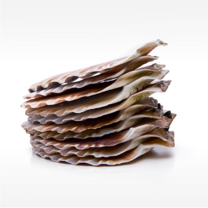 Jakobsmuschelschale 12-14cm