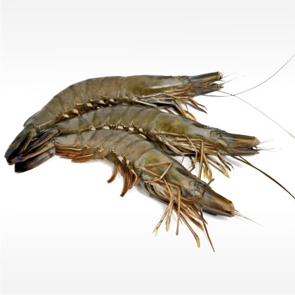 Black Tiger Gambas mit Kopf, mit Schale, 16/20
