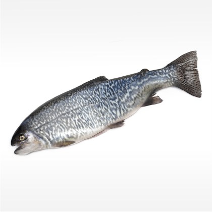 Tigerfisch