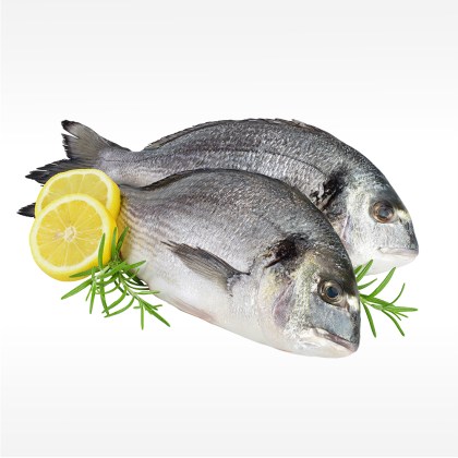Dorade rund